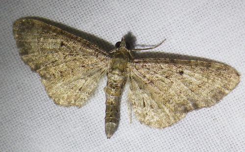 Eupithecia sp.